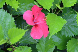 扶桑花