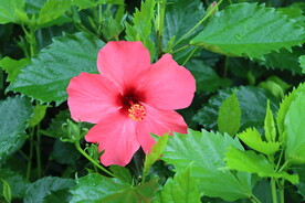 扶桑花