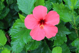 扶桑花