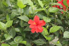 扶桑花