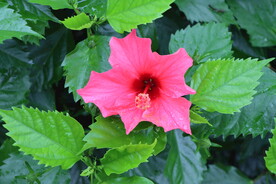 扶桑花
