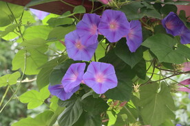 牵牛花