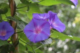 牵牛花