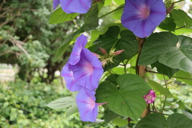 牵牛花