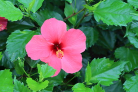 扶桑花