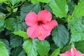 扶桑花