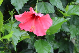 扶桑花