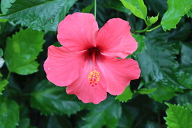 扶桑花