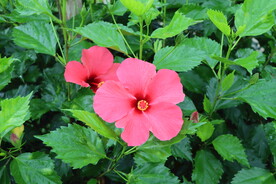 扶桑花