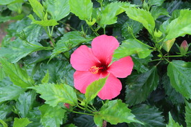 扶桑花