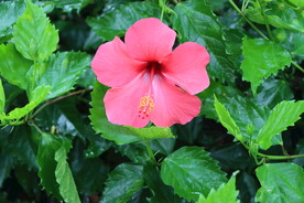 扶桑花