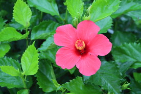 扶桑花