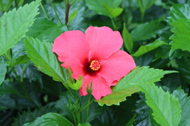 扶桑花