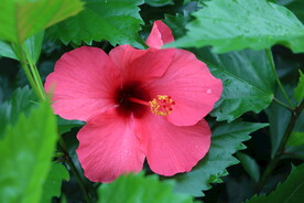 扶桑花