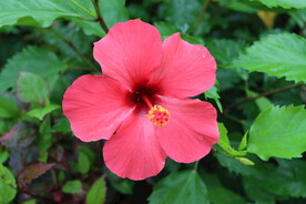 扶桑花