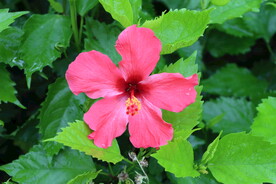 扶桑花