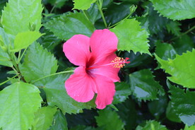 扶桑花