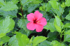 扶桑花