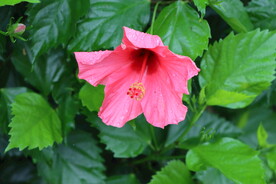 扶桑花