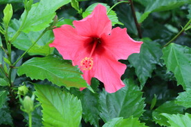 扶桑花