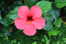 扶桑花