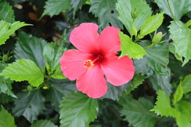 扶桑花