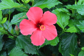 扶桑花