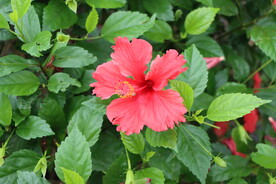 扶桑花