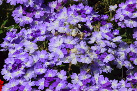 美女樱