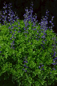 兰色豆荚花
