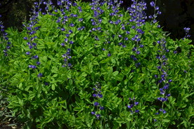  兰色豆荚花