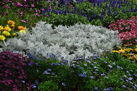 雪叶菊