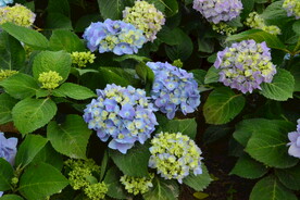 绣球花