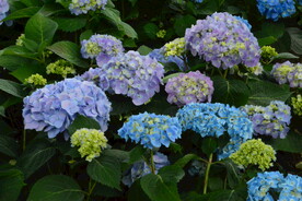 绣球花 