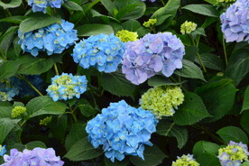 绣球花 