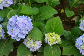 绣球花 