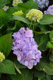 绣球花 