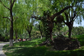 公园风景 