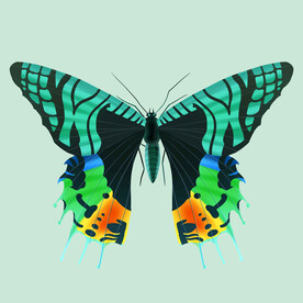 蝴蝶