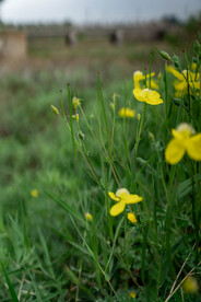 小黄花