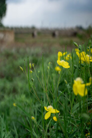 小花
