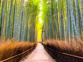 竹