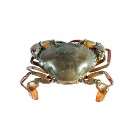 螃蟹图片