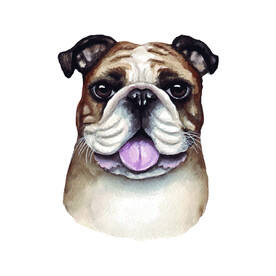 宠物狗 斗牛犬
