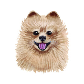 宠物狗 博美犬