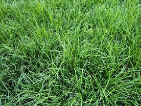 绿草地