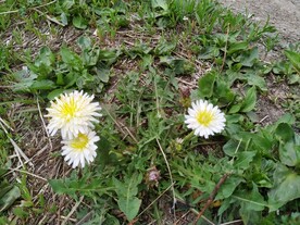 蒲公英花