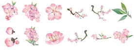 桃花桃树花朵