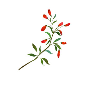 枸杞