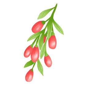 枸杞